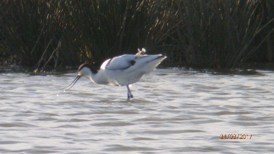Doxey Marshes Nature Reserve